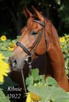 Opakowanie Kalendarz 2022 Ścienny wieloplanszowy Konie