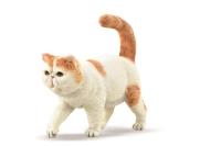 Exotic Shorthair kot. Wydawca: Collecta. SmakLiter.pl Opakowanie Exotic Shorthair kot