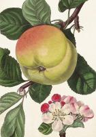 Opakowanie Karnet ST363 B6 + koperta Jabłoń