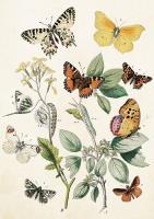 Opakowanie Karnet ST368 B6 + koperta Motyle