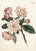 Opakowanie Karnet ST369 B6 + koperta Jabłoń