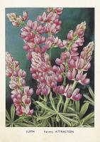 Opakowanie Karnet ST370 B6 + koperta Łubin