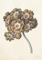 Opakowanie Karnet ST373 B6 + koperta Pierwiosnek