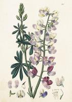 Opakowanie Karnet ST374 B6 + koperta Łubin włochaty