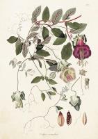 Opakowanie Karnet ST376 B6 + koperta Kobea pnąca