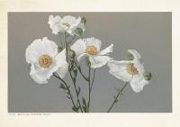 Opakowanie Karnet ST377 B6 + koperta Romneya