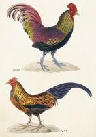 Opakowanie Karnet ST382 B6 + koperta Kogut i kura