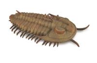 Redlichia Rex Trilobite. Wydawca: Collecta. SmakLiter.pl Opakowanie Redlichia Rex Trilobite