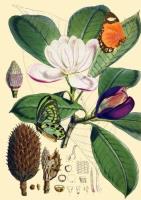 Opakowanie Karnet B6 brokat z kopertą Natura 1