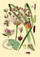 Opakowanie Karnet B6 brokat z kopertą Natura 4