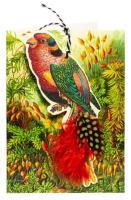 Opakowanie Karnet B6 i zawieszka z kopertą - Papuga