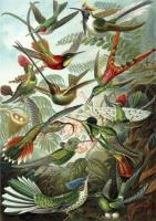 Opakowanie Karnet B6 z kopertą Kolibry