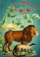 Opakowanie Karnet B6 z kopertą Lew