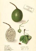 Opakowanie Karnet B6 z kopertą Marakuja