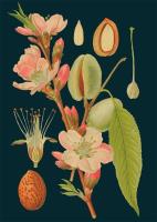 Opakowanie Karnet B6 z kopertą Migdał