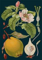 Opakowanie Karnet B6 z kopertą Pigwa