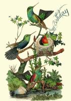 Opakowanie Karnet B6 z kopertą Urodziny Kolibry