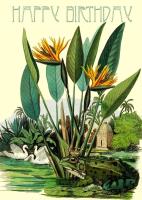 Opakowanie Karnet B6 z kopertą Urodziny Żaba