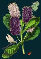 Opakowanie Karnet B6 z kopertą Ważka