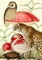 Opakowanie Karnet B6 z kopertą Zwierzęta i grzyby