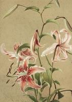 Opakowanie Karnet ST387 B6 + koperta Lilia