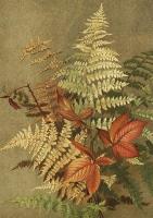 Opakowanie Karnet ST390 B6 + koperta Paprocie