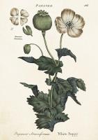 Opakowanie Karnet ST391 B6 + koperta Biały mak