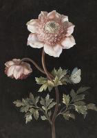 Opakowanie Karnet ST392 B6 + koperta Piwonie