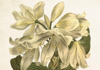 Opakowanie Karnet ST393 B6 + koperta Biały amarylis