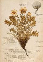 Opakowanie Karnet ST396 B6 + koperta Goździki