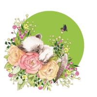 Opakowanie Karnet Swarovski kwadrat CL2002 Kot