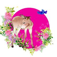 Opakowanie Karnet Swarovski kwadrat CL2003 Osioł