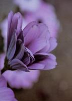 Opakowanie Fotoalbum kieszeniowy klejony Floret