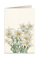 Opakowanie Karnet B6 + koperta 5501 Szarotka