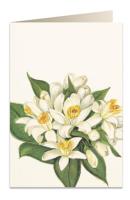 Opakowanie Karnet B6 + koperta 5502 Kwiat pomarańczy