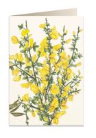 Opakowanie Karnet B6 + koperta 5550 Żarnowiec miotlasty