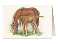 Opakowanie Karnet B6 + koperta 5938 Koń i źrebak