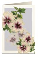 Opakowanie Karnet B6 + koperta 5968 Śluzówka krzewiasta