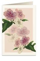 Opakowanie Karnet B6 + koperta 5969 Brunfelsja