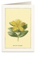 Opakowanie Karnet B6 + koperta 6018 Róża Sharon