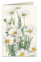 Opakowanie Karnet B6 + koperta 7515 Stokrotki