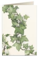 Opakowanie Karnet B6 + koperta 7528 Bluszcz