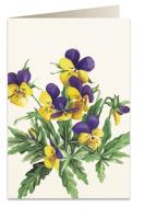 Opakowanie Karnet B6 + koperta 8036 Bratki