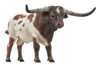 Opakowanie Byk długorogi