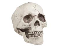 Opakowanie Czaszka z uchylną szczęką