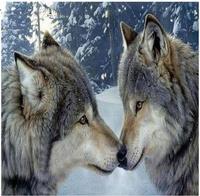 Opakowanie Diamentowa mozaika dwa wilki zimowy las NO-1008519