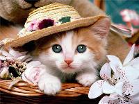 Opakowanie Diamentowa mozaika Kot 60421