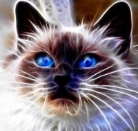 Opakowanie Diamentowa mozaika kot magic niebieskie oczy NO-1007109