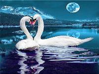 Opakowanie Diamentowa mozaika łabędzie w blasku księżyca 60762