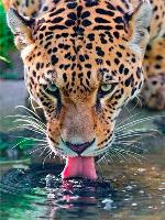 Opakowanie Diamentowa mozaika Lampart 60881